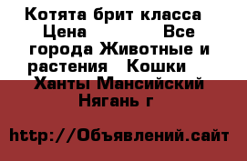 Котята брит класса › Цена ­ 20 000 - Все города Животные и растения » Кошки   . Ханты-Мансийский,Нягань г.